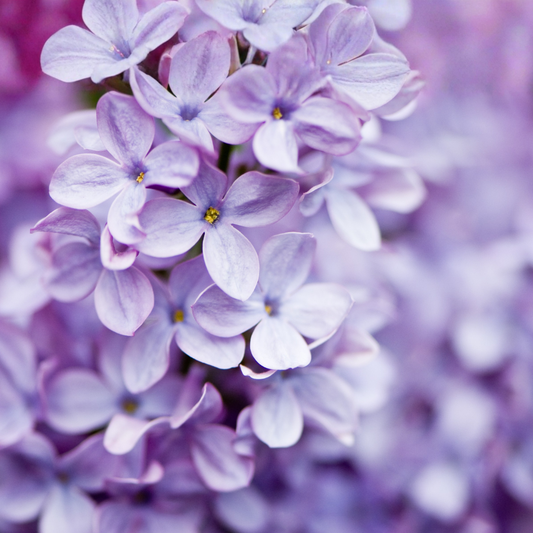 AHONE - Fondant parfumé 'Lilas délicat'
