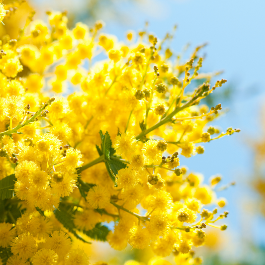 AHONE - Fondant parfumé 'Mimosa sauvage'