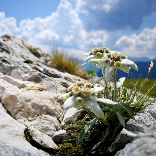 AHONE - Fondant parfumé 'Edelweiss'