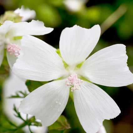 AHONE - Fondant parfumé 'Musc blanc'