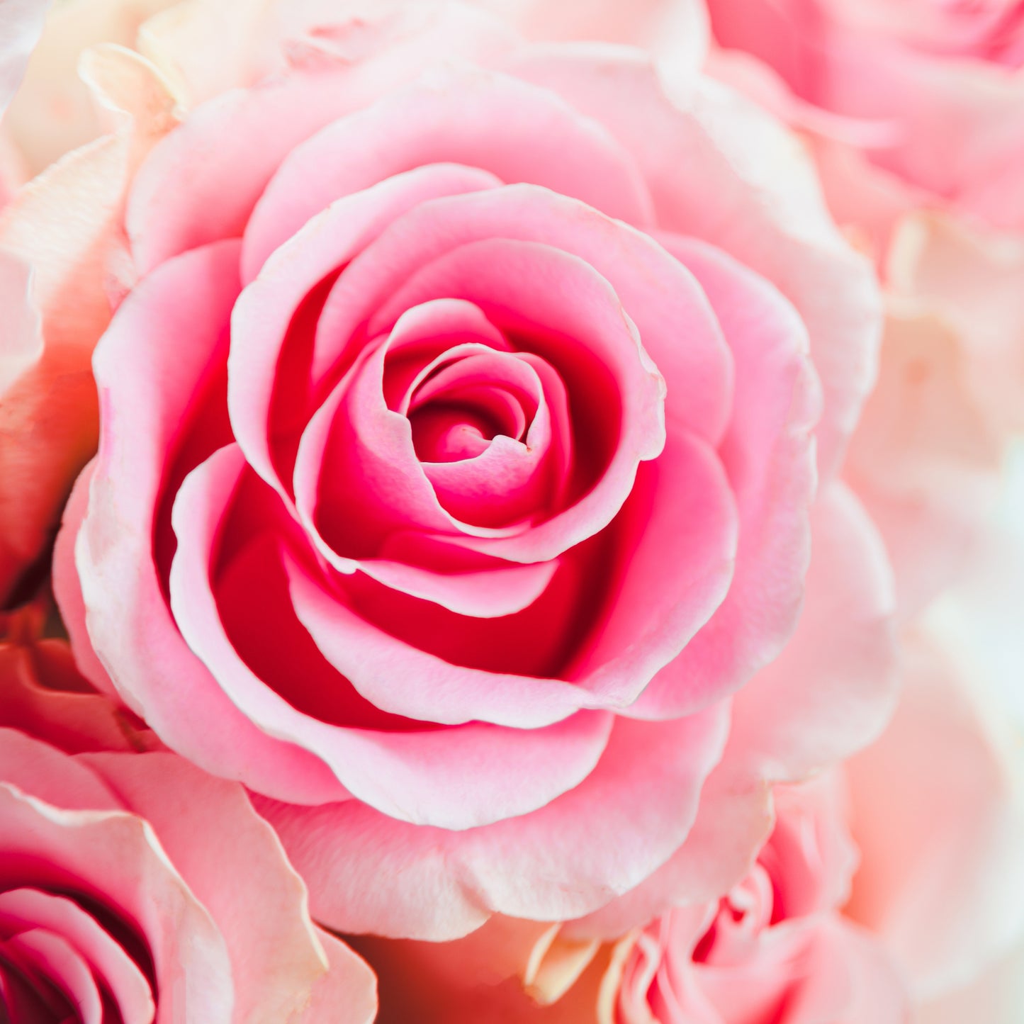 Le fondant AHONE 'Jolie rose' est idéal pour parfumer intensément votre intérieur.
Profitez d'un moment mystique grâce à ses effluves envoûtantes et sensuelles!