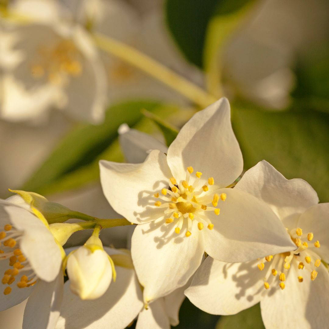 AHONE - Fondant parfumé 'Jasmin envoûtant'