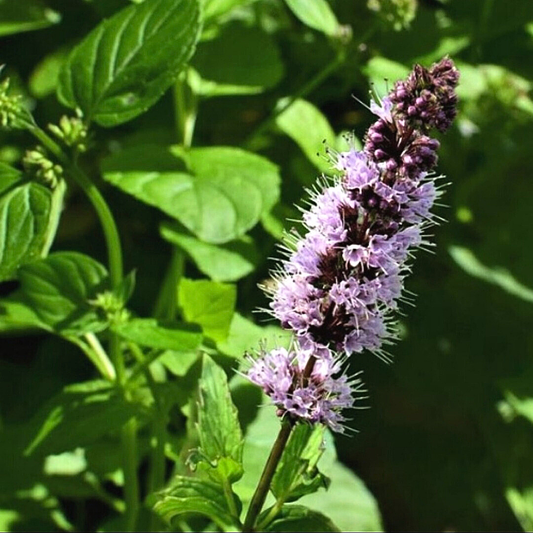 AHONE - Fondant parfumé 'Patchouli poivré'