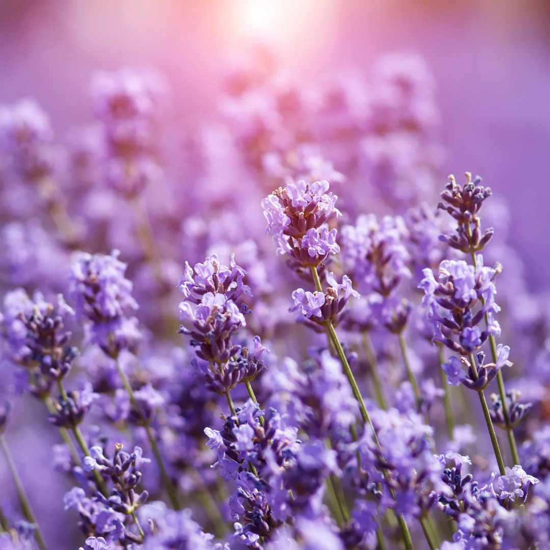 AHONE - Fondant parfumé 'Lavande de Provence'