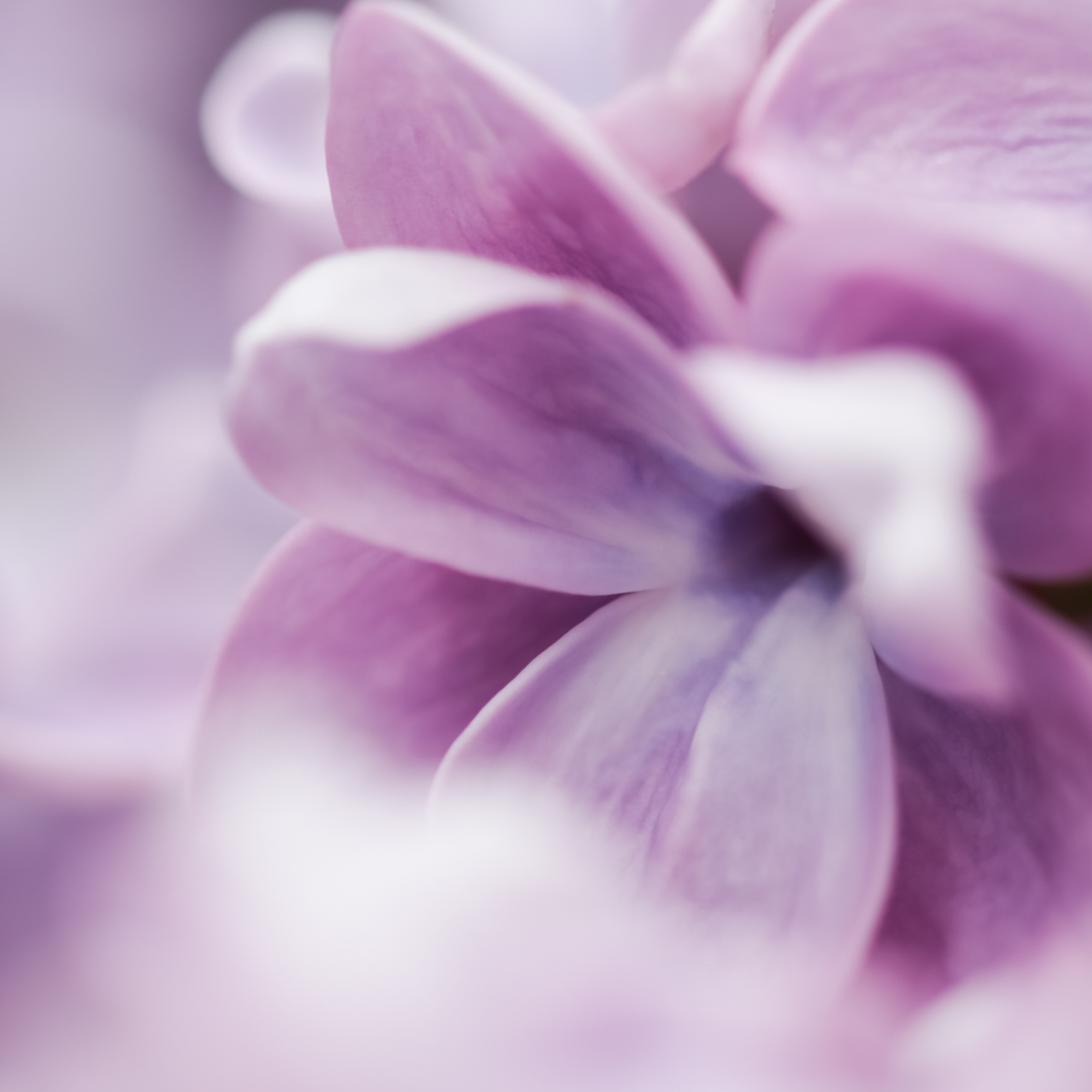 AHONE - Fondant parfumé 'Velvet flower'