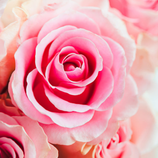 Le fondant AHONE 'Jolie rose' est idéal pour parfumer intensément votre intérieur.

Profitez d'un moment mystique grâce à ses effluves envoûtantes et sensuelles!