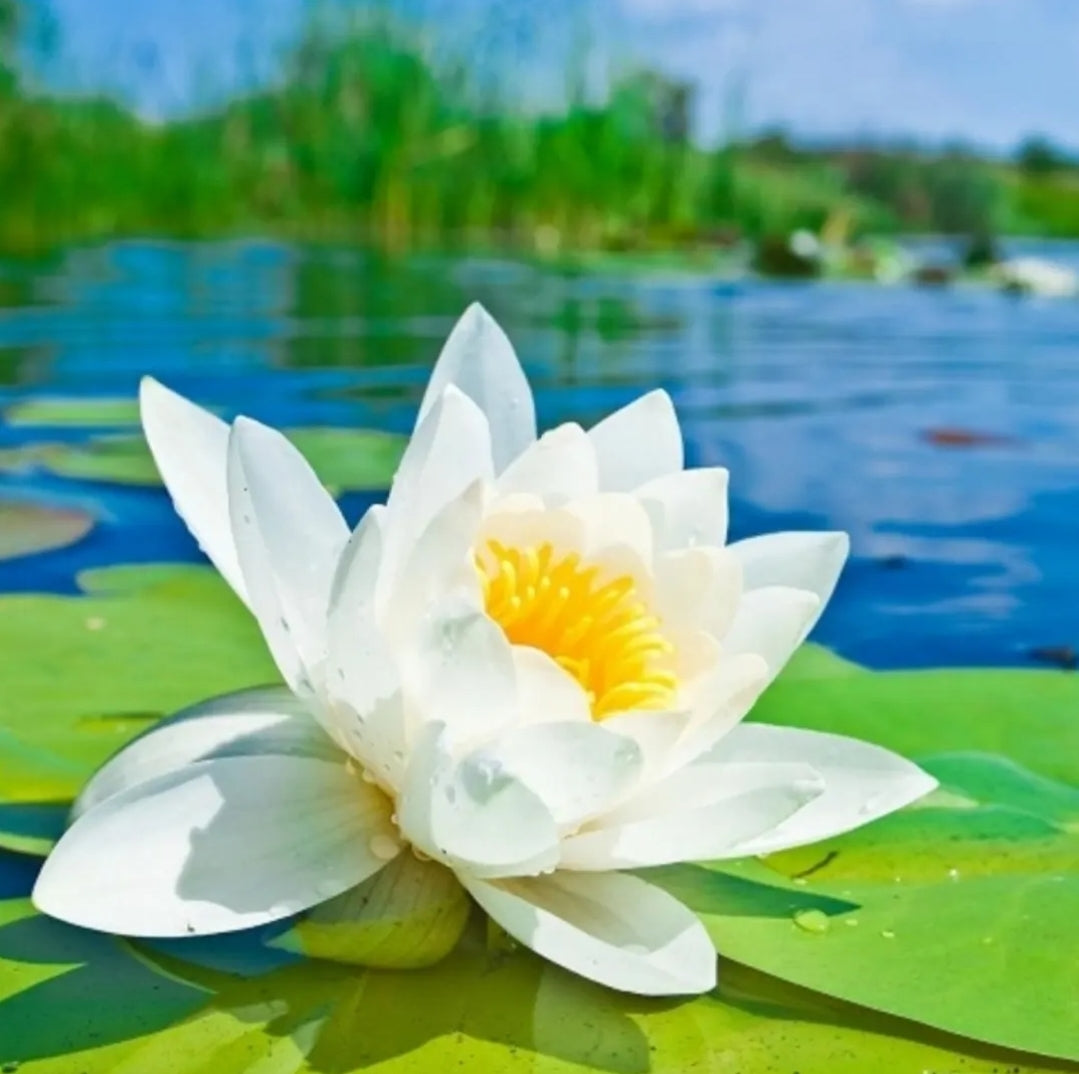 AHONE - Fondant parfumé 'Fleur d'eau'