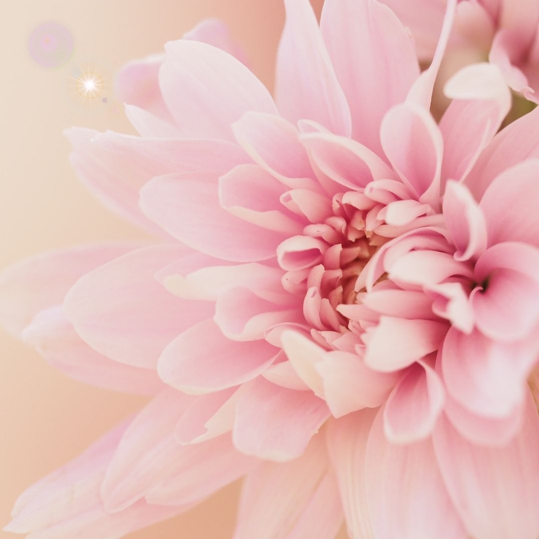 AHONE - Fondant parfumé 'Sweet romance'