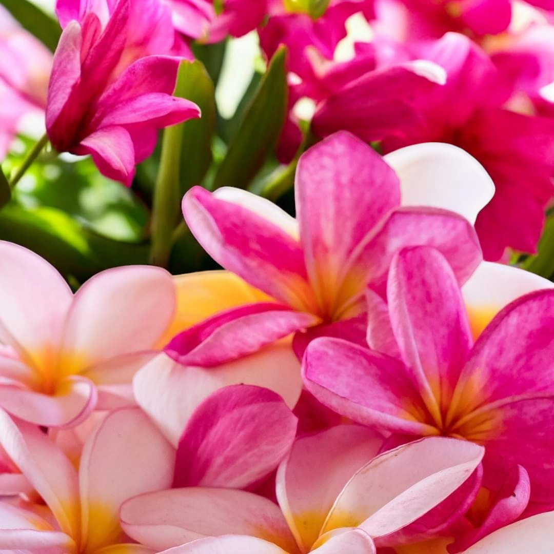 AHONE - Fondant parfumé 'Fleur des îles'