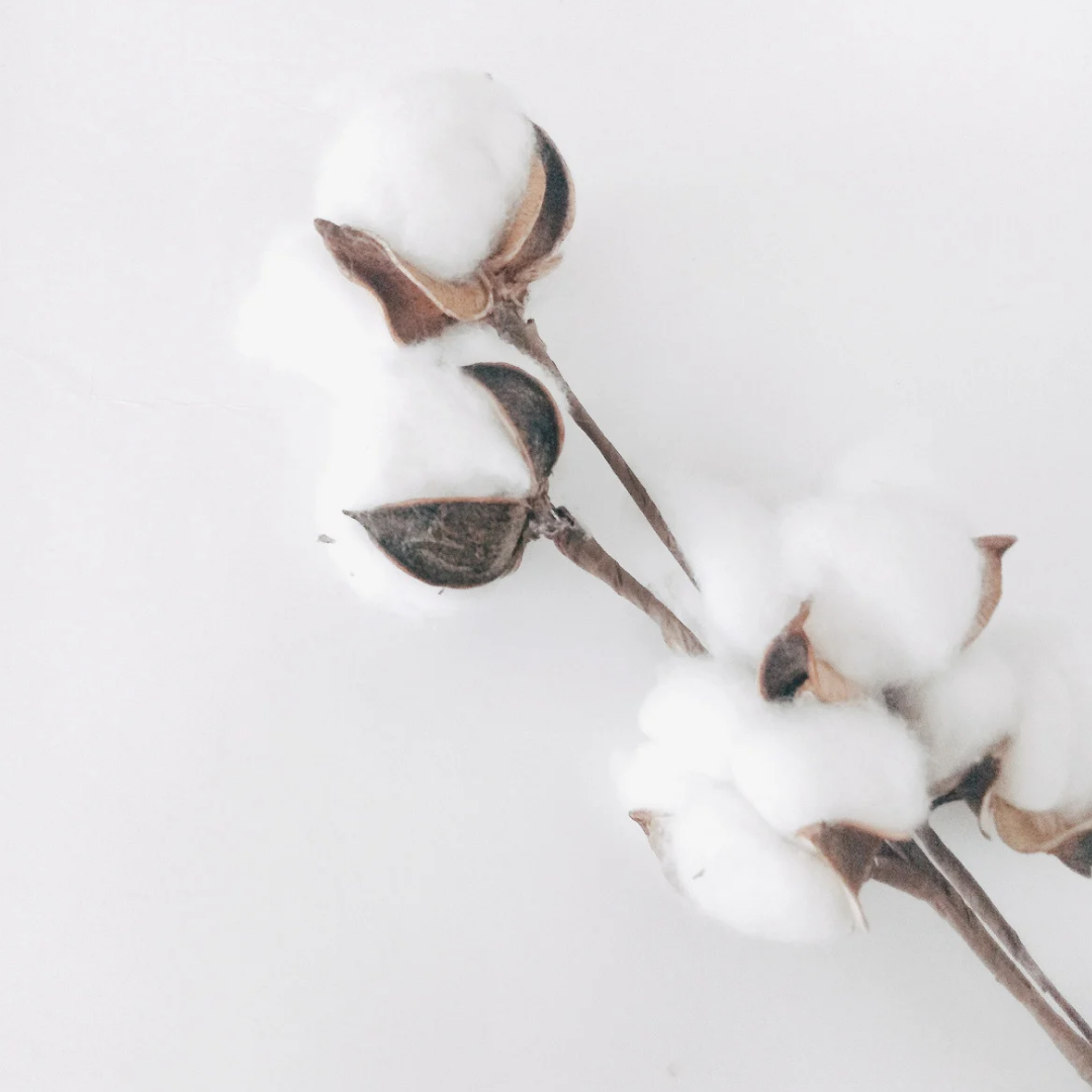 Le fondant AHONE 'Fleur de coton' est idéal pour parfumer intensément votre intérieur.   Toute la douceur du coton dévoilée par une fragrance pleine de tendresse pour une ambiance cocooning!